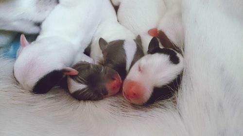 Close-up of puppies with dog