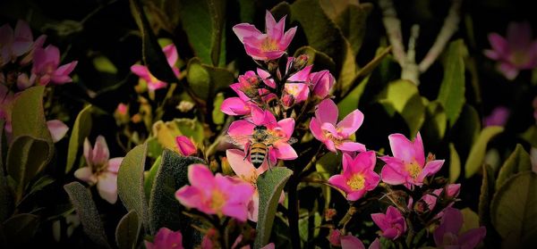 Close-up of pink orchid flowers at night