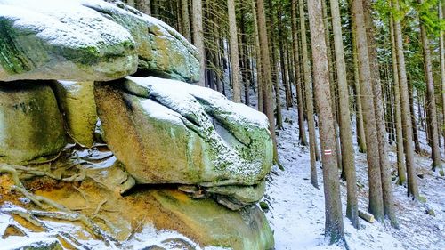 Close-up of frozen tree trunk in forest during winter