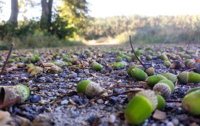 Close-up of stones on field