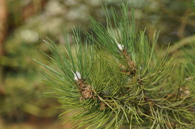 Close-up of spider web on plant