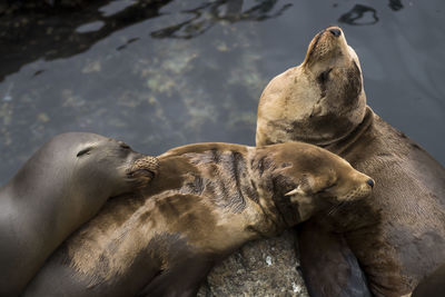 High angle view of sea lion