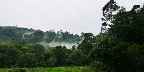 Trees in forest against sky