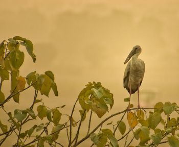 Close-up of bird perching on plant