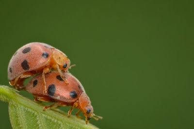 Close-up of ladybug on leaf