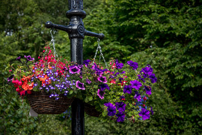 Close-up of purple flowering plants in garden