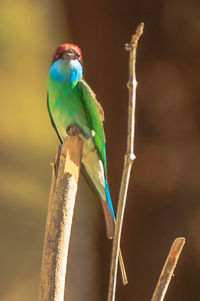 Close-up of bird perching on branch