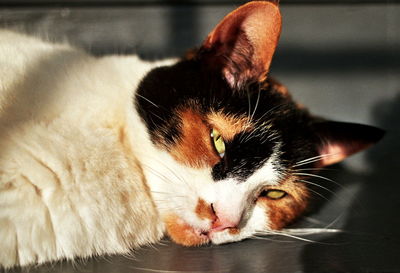 Close-up portrait of cat