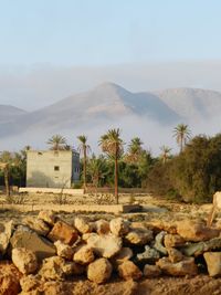 Landscape in the middle of the oasis