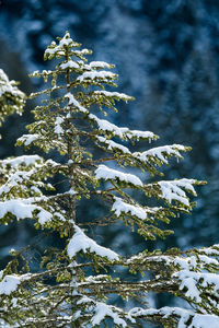 Close-up of snow covered tree