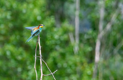 Close-up of bird perching on plant