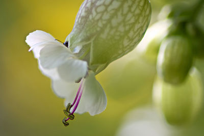 Close-up of white flowering plant