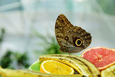 Close-up of butterfly over fruits