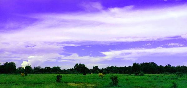 Scenic view of field against sky