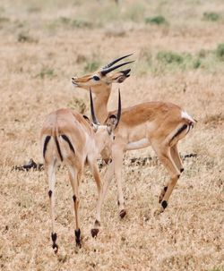 Antelope standing in a field