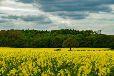Flowering field of rape with a forest in the background