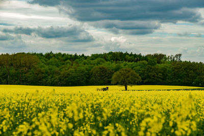 Scenic view of oilseed rape field against cloudy sky