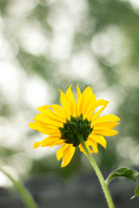 Close-up of yellow flowering plant