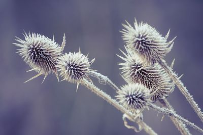 Close-up of thistle