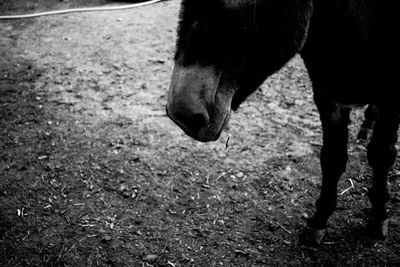 Close-up of horse