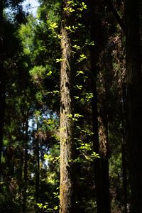 Trees growing in forest