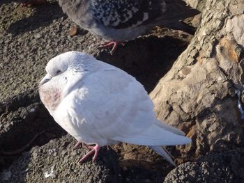 Close-up of bird perching on ground