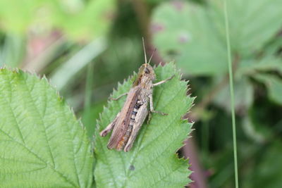 Close-up of insect on plant