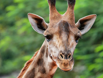 Close-up portrait of horse against trees