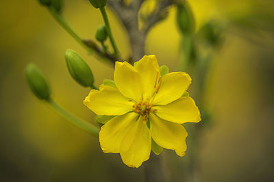 Close-up of yellow flowering plant