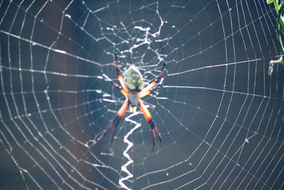 Close-up of spider on web