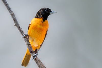 Close-up of bird perching on branch