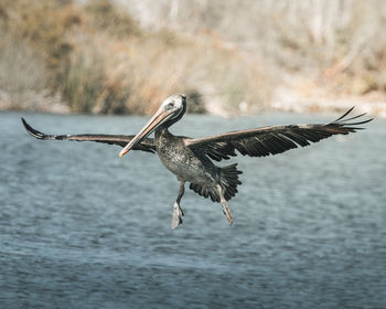 Close-up of bird flying against sky
