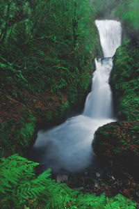 Stream flowing in forest