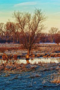 Bare tree by lake against sky