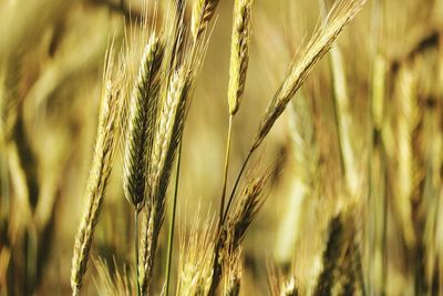 Close-up of wheat growing on field