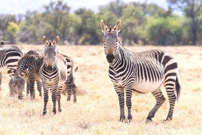 Zebras on a field