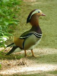 Side view of a bird on land