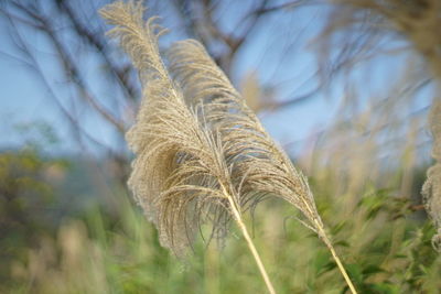 Close-up of stalks in field