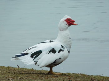 Close-up of duck in lake