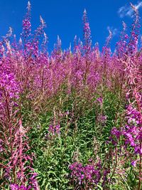 Purple flowers blooming on field against sky