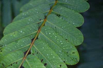 Close-up of green leaves