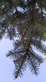 Low angle view of palm tree leaves