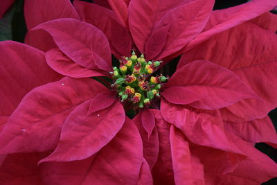 Close-up of red flower