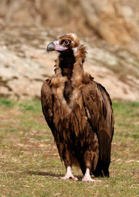 Bird perching on a field