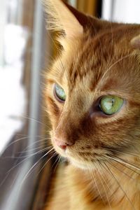 Close-up portrait of cat