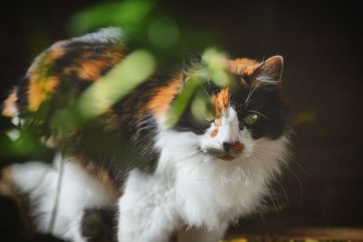 Close-up portrait of cat