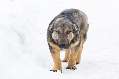 Portrait of dog on snow covered land