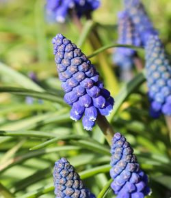 Close-up of purple flowering plant