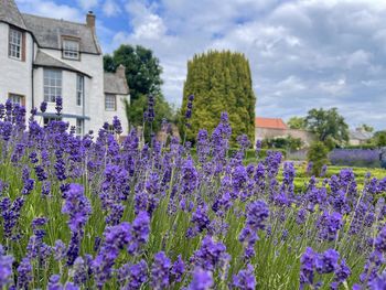 Purple flowering plants on field against buildings