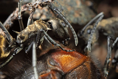 Close-up of insect